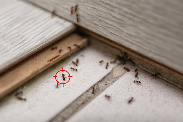 Best Pest Removal Services  in Pullman, WA